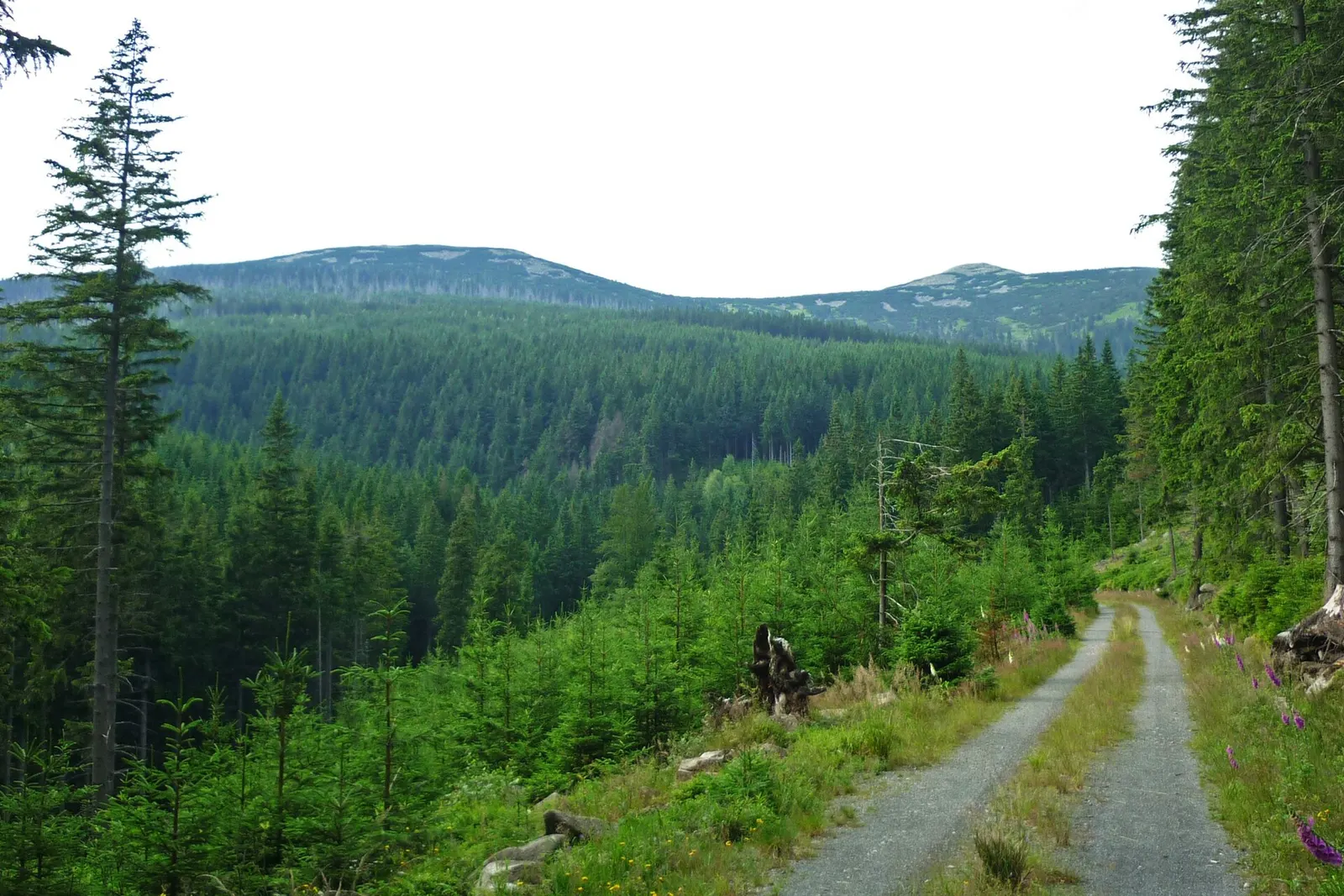 Blick zur Kleinen Sturmhaube (Maly Szyszak) bei Hain (Przesieka) im Riesengebirge